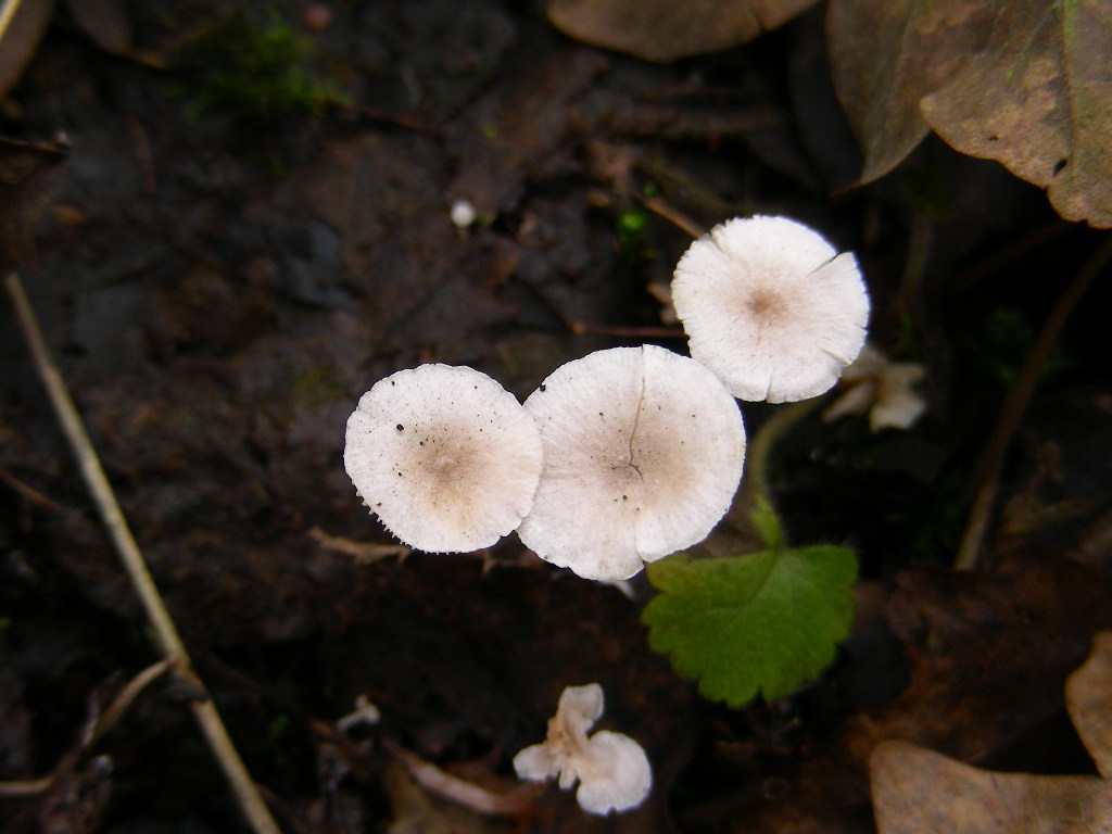 Collybia cookei. Scheda fotografica